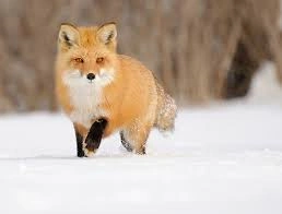 File:POOFY fox.png