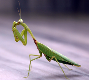 Live praying mantis.jpg