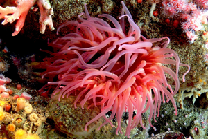 Seaanemonest.jpg