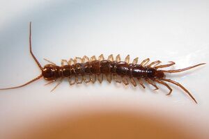 1200px-Lithobius forficatus.jpg