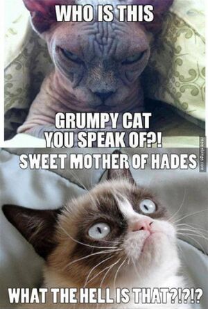 14311665536 2dd7066103 b.jpg