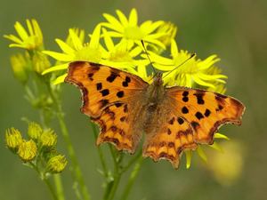 7705686416-comma-polygonia-c-album.jpg
