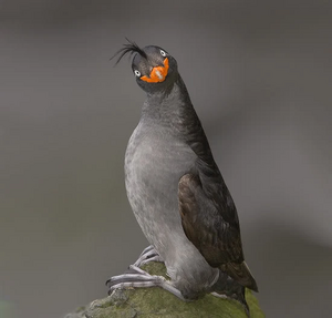 Smiling-crested-auklet.jpg