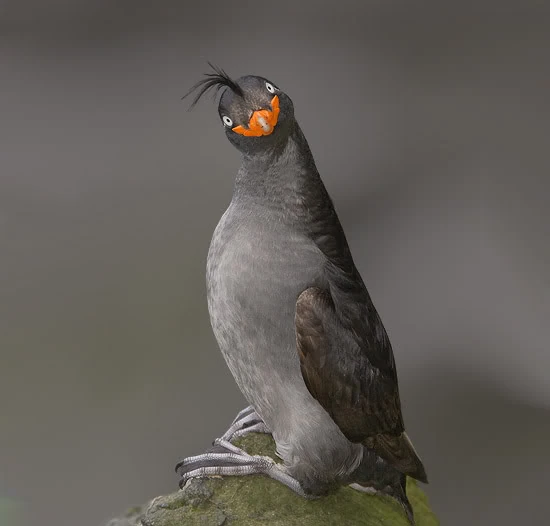 File:Smiling-crested-auklet.jpg