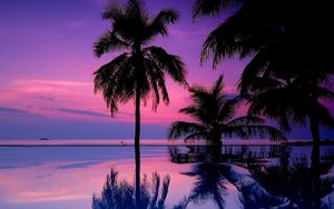 7021833-tropical-purple-sunset.jpg