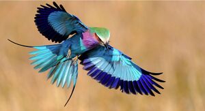 1522660126-3376-lilac-breasted-roller-1.jpg
