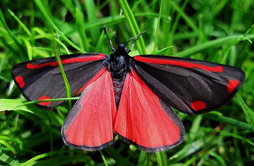 File:Cinnabar moth example.jpg