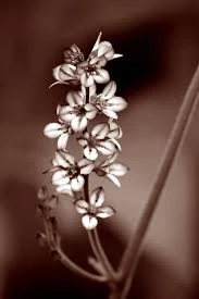 File:Download (6).jpeg