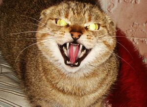 20-of-the-most-evil-cats-youll-ever-see-2.jpg