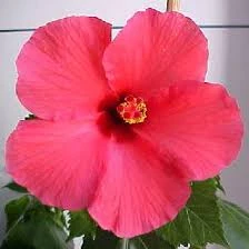File:Hibiscus.jpeg