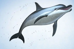 Dolphin from A Guide to the Dragon World Joy Ang.png