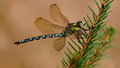 Southern Hawker Dragonfly