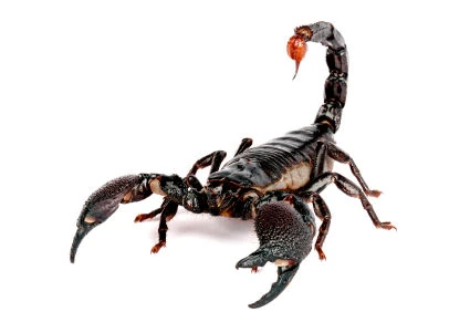 File:Scorpion4.jpg