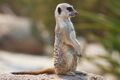 A real meerkat.