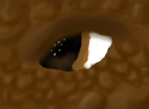 MudWing eye.jpg