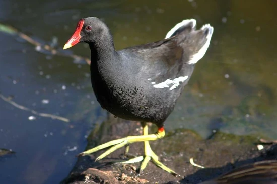 File:Queen MOorhen.jpg