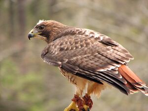 10190-close-up-of-a-red-tailed-hawk-pv.jpg