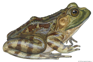 Bullfrog.jpg