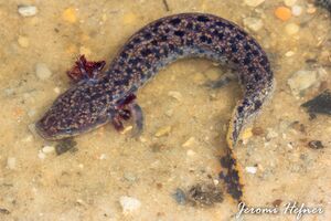 12097021706 b975d894eb b.jpg