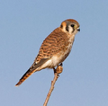 a real Kestrel