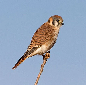 American kestrel 2.jpg