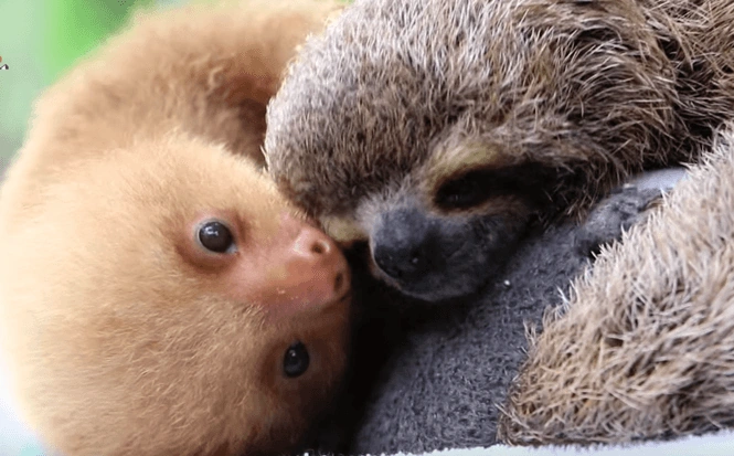 File:Baby-Two-Toed-Sloth-vs.-Baby-Three-Toed-Sloth-Is-The-Cutest-Animal-Lesson-Ever-VIDEO.png