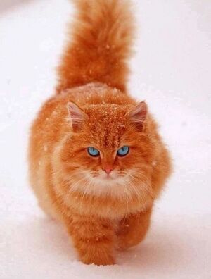 03b9cf6451814f9bb1a9558ffdef33ac--ginger-cats-ginger-boy.jpg