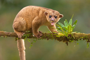 Kinkajou 01.jpg