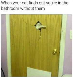 15-hilarious-memes-only-cat-owners-will-understand-01-13.jpg