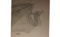 SkyWing drawing by ThatDragonLayingAround