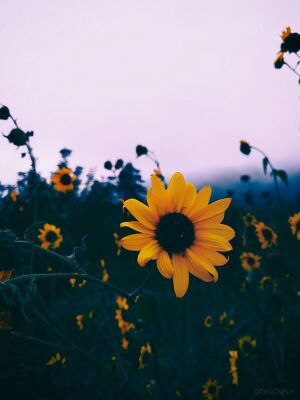 23-238790 sunflower-aesthetic.jpg