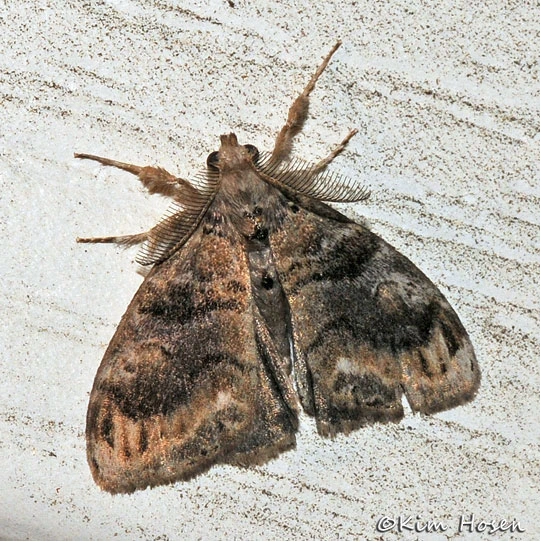 File:Just a moth.png