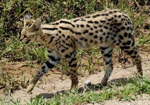 1200px-Leptailurus serval -Serengeti National Park, Tanzania-8.jpg