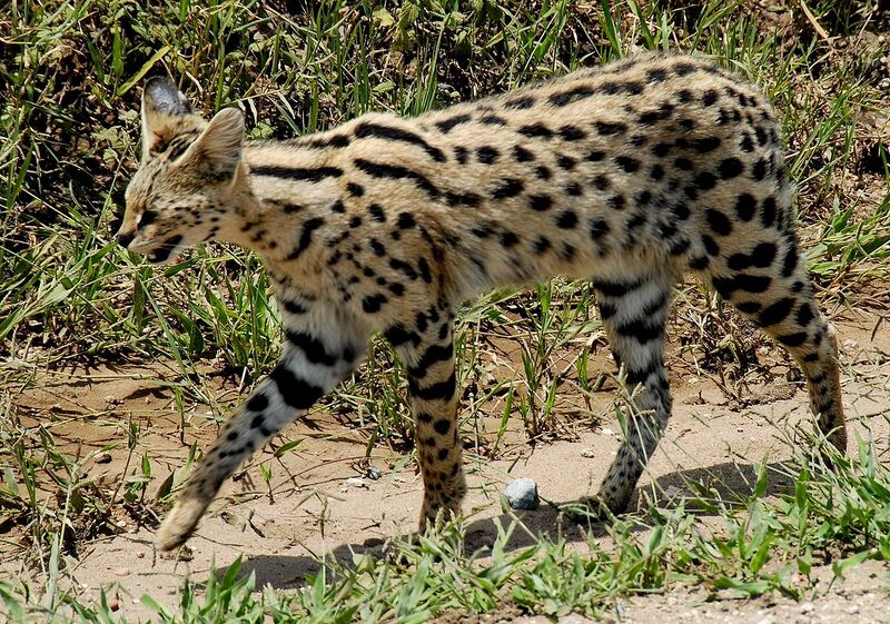 File:1200px-Leptailurus serval -Serengeti National Park, Tanzania-8.jpg