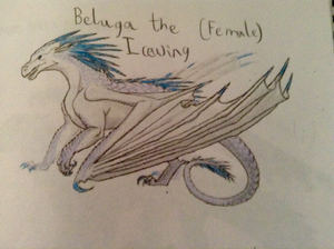Beluga the Icewing.jpg