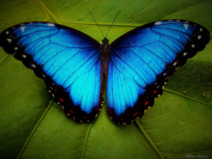 Blue-morpho-butterfly.jpg