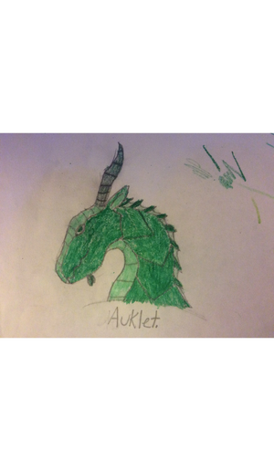 Ma Auklet drawing.jpg