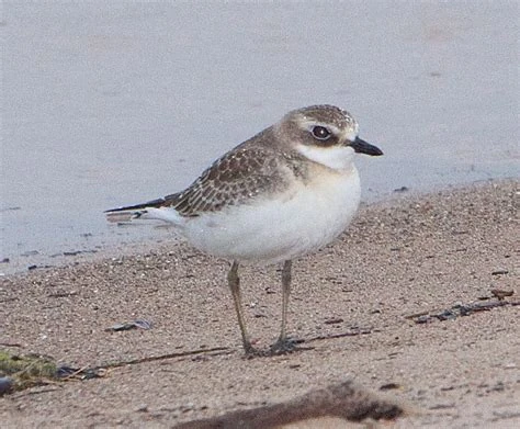 File:Sandstorm bird.jpg