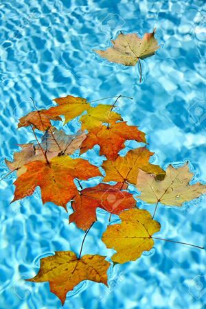 16419294-fall-leaves-floating-in-swimming-pool-water.jpg