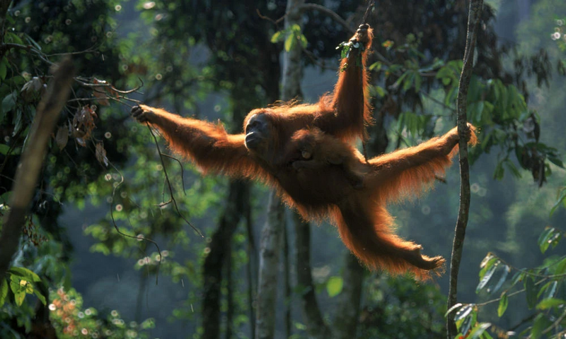 File:Sumatran Orangutan 8.6.2012 What WWF Is Doing XL 257637.jpg