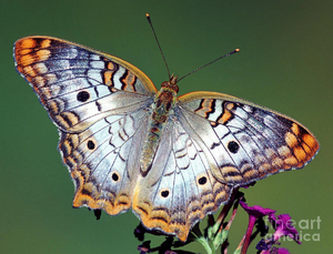 7-white-peacock-butterfly-millard-h-sharp-sierra.jpg
