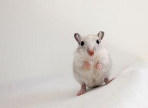 1WhiteGerbil.jpg