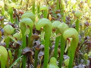 1200px-Darlingtonia californica ne5.JPG