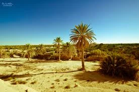 File:Oasis of the sandwings.jpg